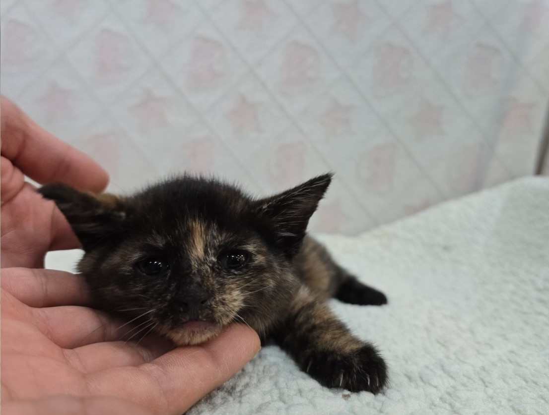 [고양이] 믹스묘 전북-군산-2025-00580 유기동물 배경 이미지 입니다.